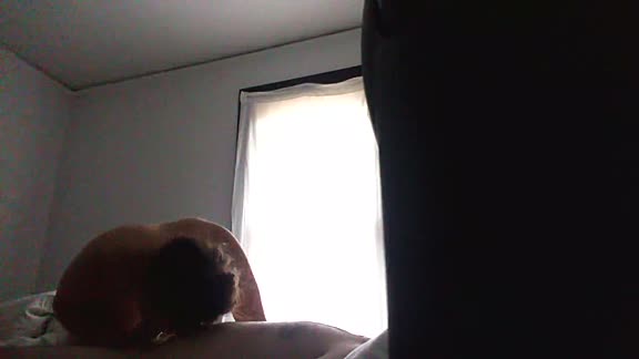 Hot amateur girlfriend gives a hot blowjob